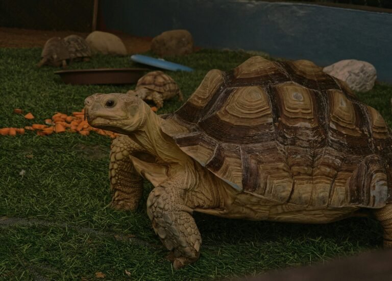 luan-fonseca-3BxZTW0dhEQ-unsplash