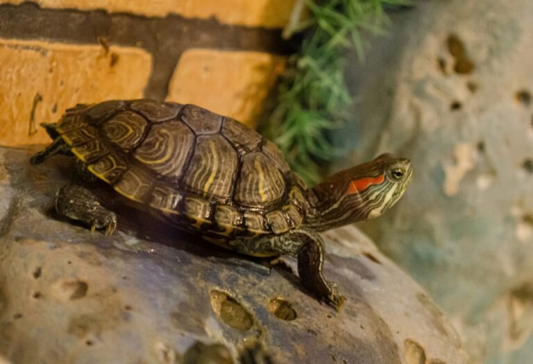 maksim-golovko-VP-9kZJnMVs-unsplash (1)