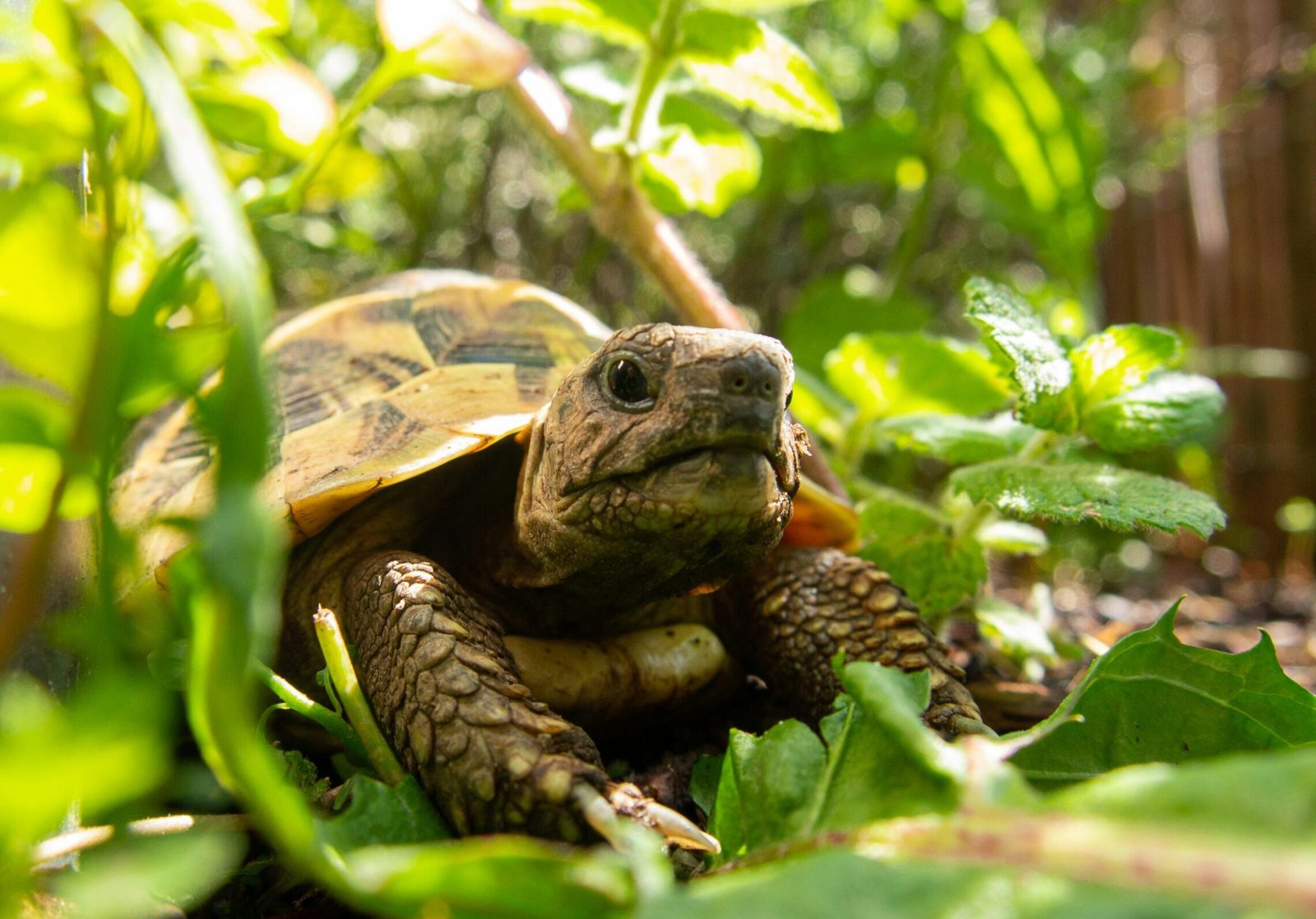 你家的烏龜聰明嗎？智商相當幾歲小朋友？烏龜智商排名大公開！