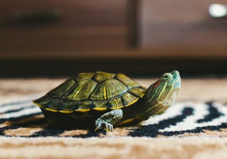 rudy-jr-puuFDpCkODQ-unsplash