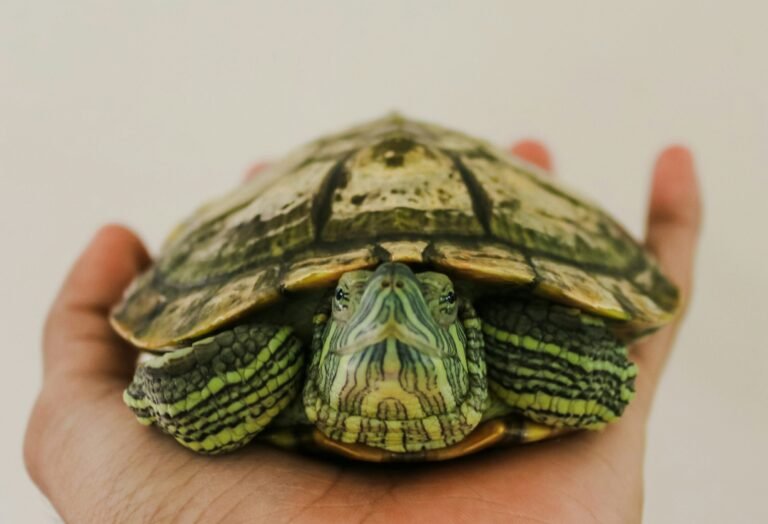 rudy-jr-rmIznzKyaC4-unsplash