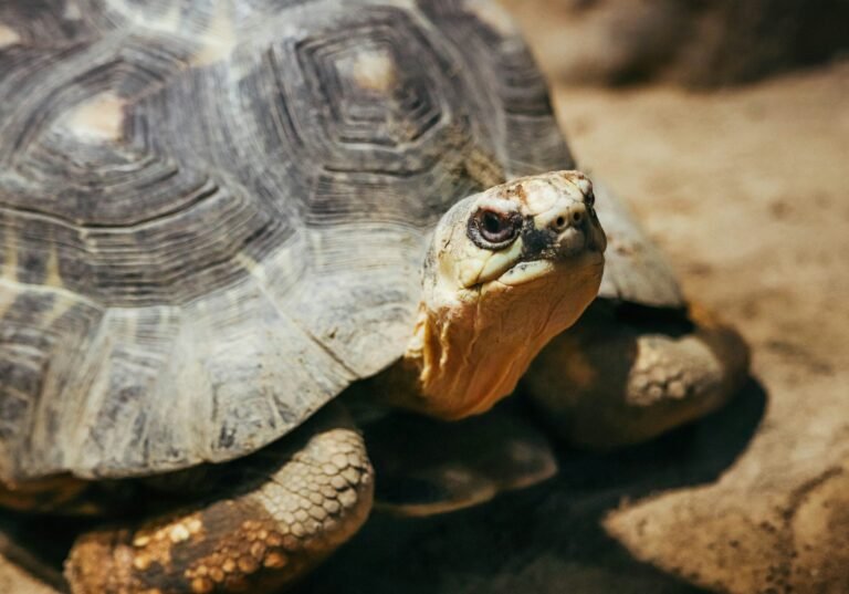 slnc-ZpXV6rImGVY-unsplash