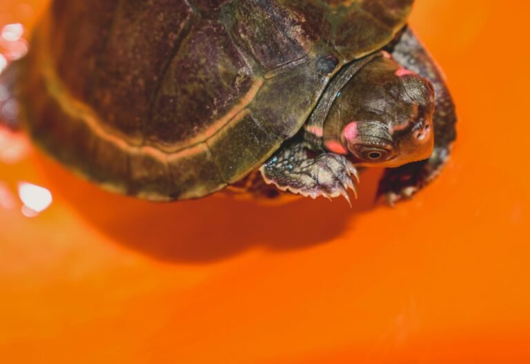 thebugadi-ATFIoKJB4Cg-unsplash