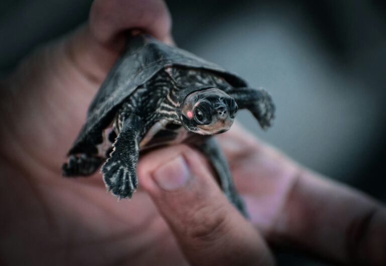 thebugadi-swhMEabsYro-unsplash