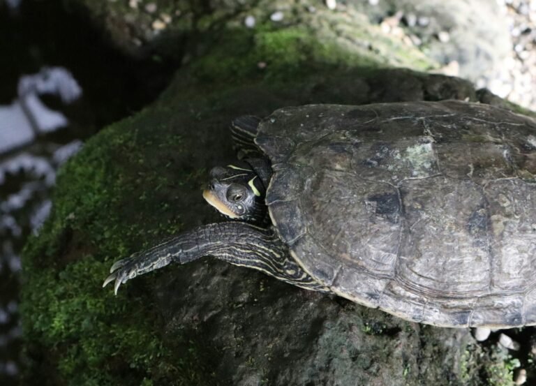 vera-ulrich-B2sL_8JHv4o-unsplash