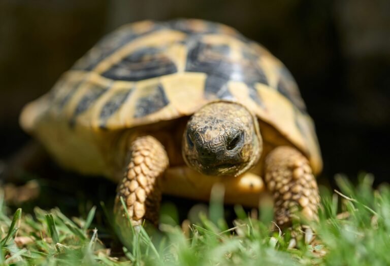 wolfgang-hasselmann-bQ2vrb_BhCg-unsplash