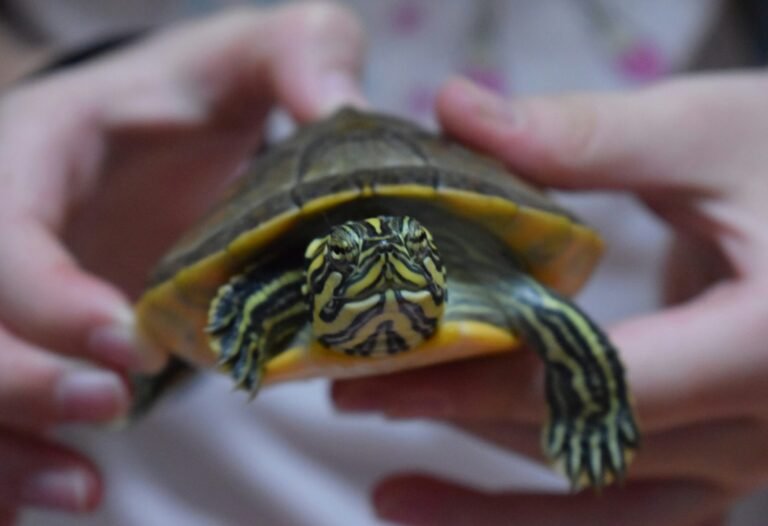 yisa-guo-NG_DC5OjEn4-unsplash