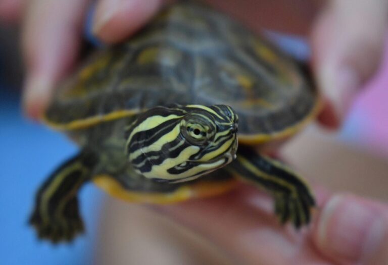 yisa-guo-VOQ8twGWM-Q-unsplash