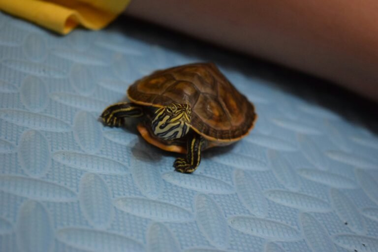 yisa-guo-g5brfnhIwzM-unsplash