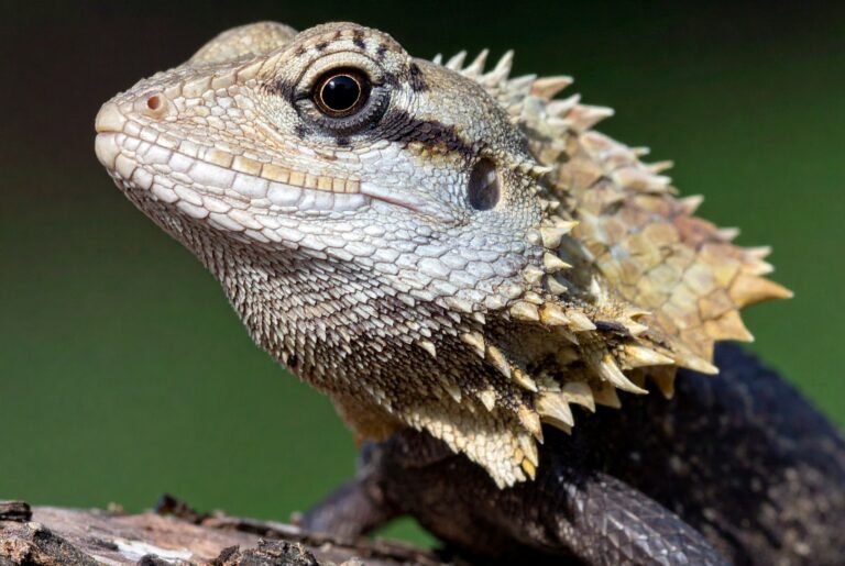 Firefly_frill-necked lizard 439657