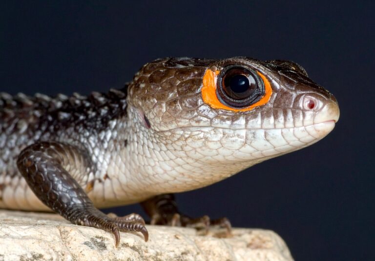 Firefly_red-eyed crocodile skink 292871