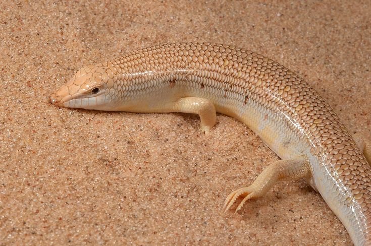砂魚蜥好養嗎？新手飼養指南：一篇掌握價格、壽命和食物選擇