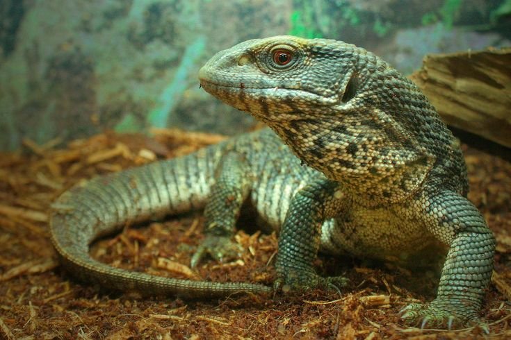 【草原巨蜥飼養入門】牠們會咬人嗎？搞懂價格、壽命和飼養環境