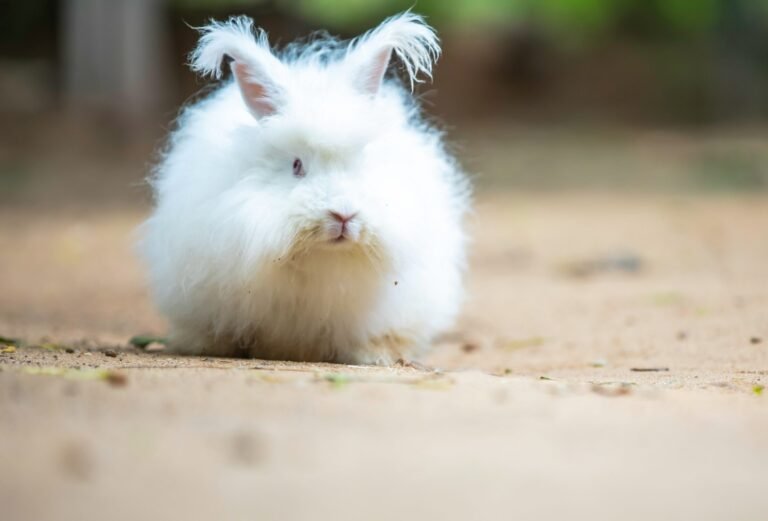 anil-sharma-hDQIs_2duBg-unsplash