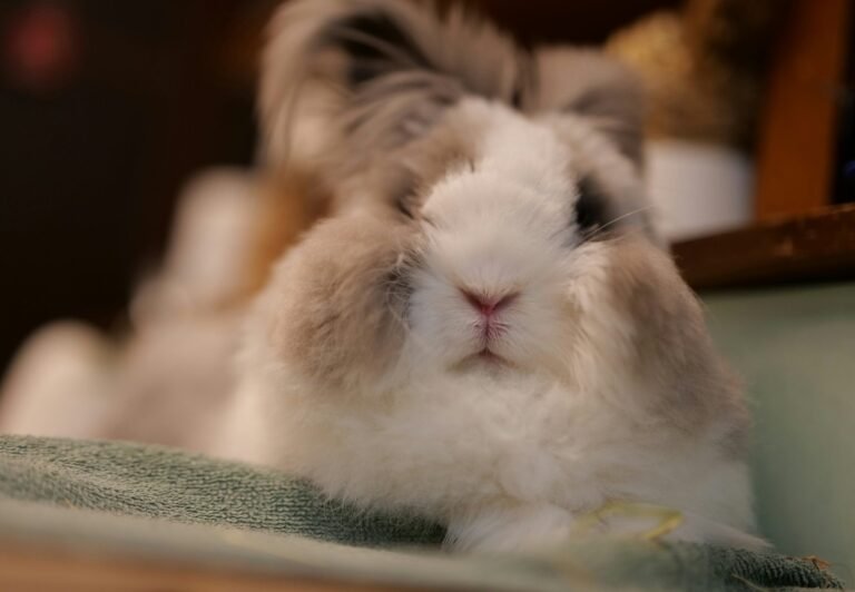 chan-swan-hotilehgVuU-unsplash