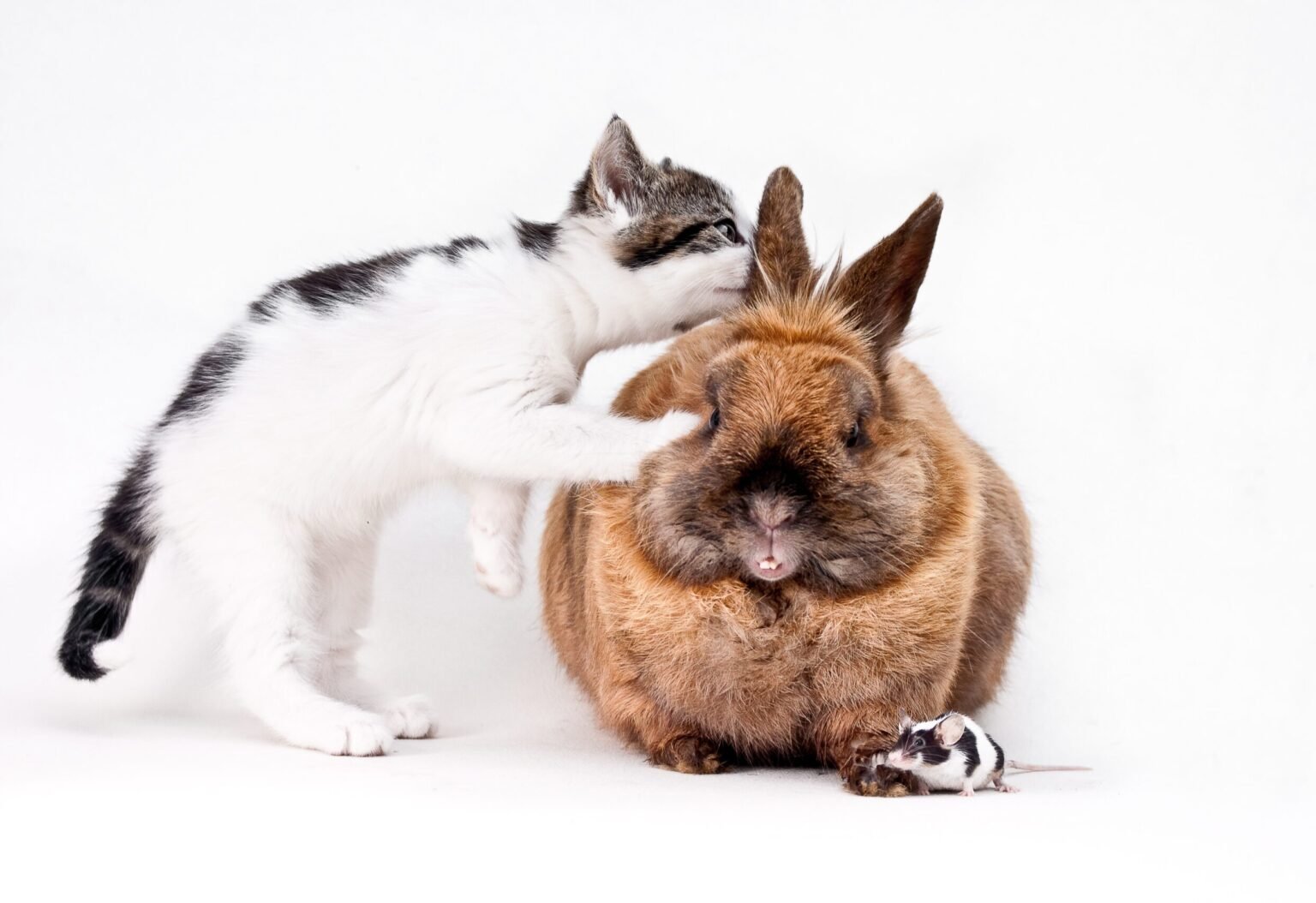 A domestic cat curiously looking in a rabbit's ear with a tiny mouse on the floor