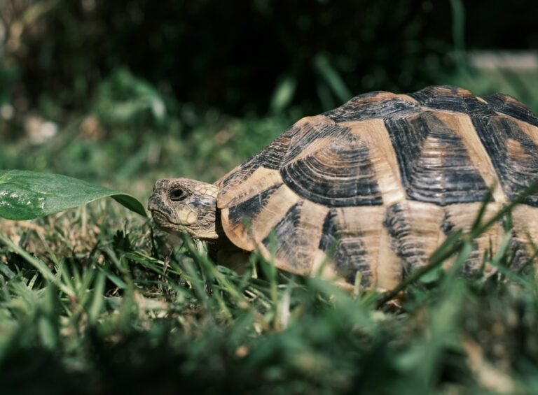 federico-tonini-qya2KlOgwBw-unsplash