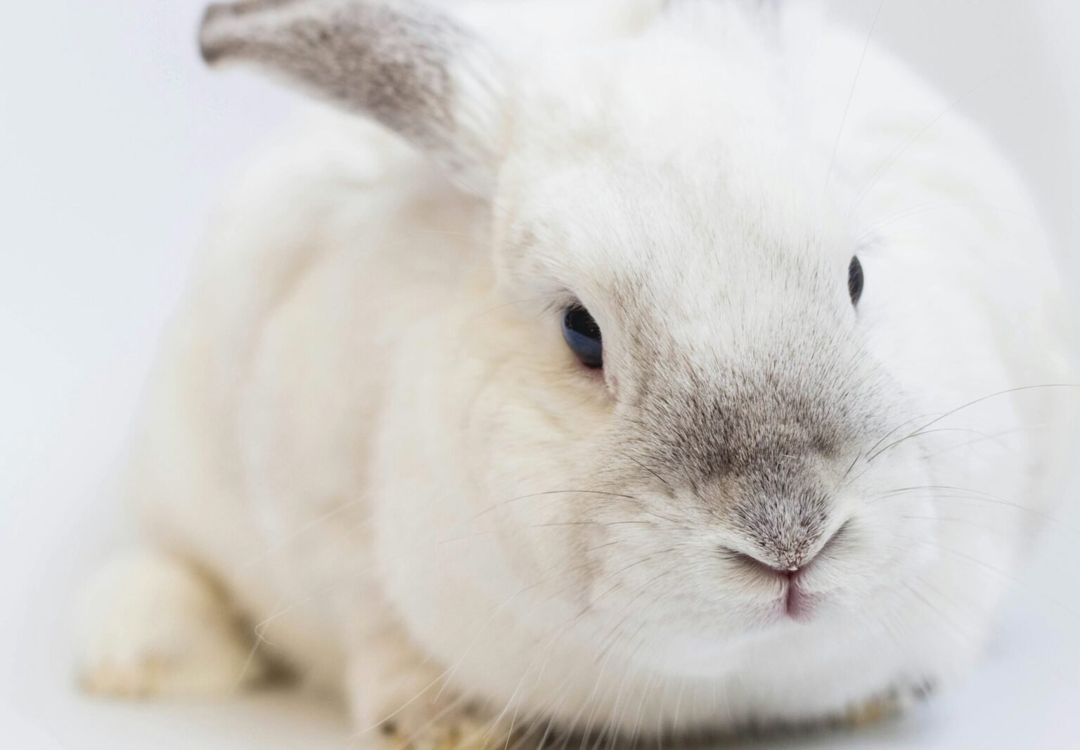 兔子會吃肉嗎?兔子吃肉會怎樣?了解兔子的雜食性與潛在風險