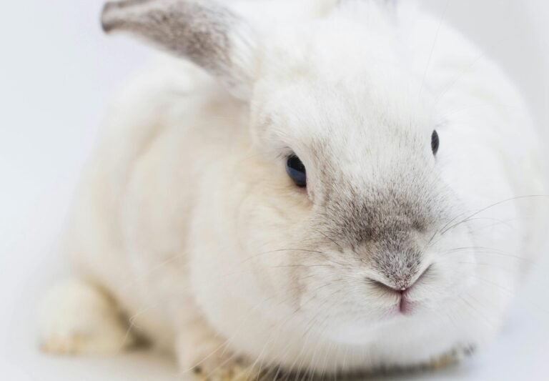 gustavo-zambelli-Ep_lYAGK51w-unsplash