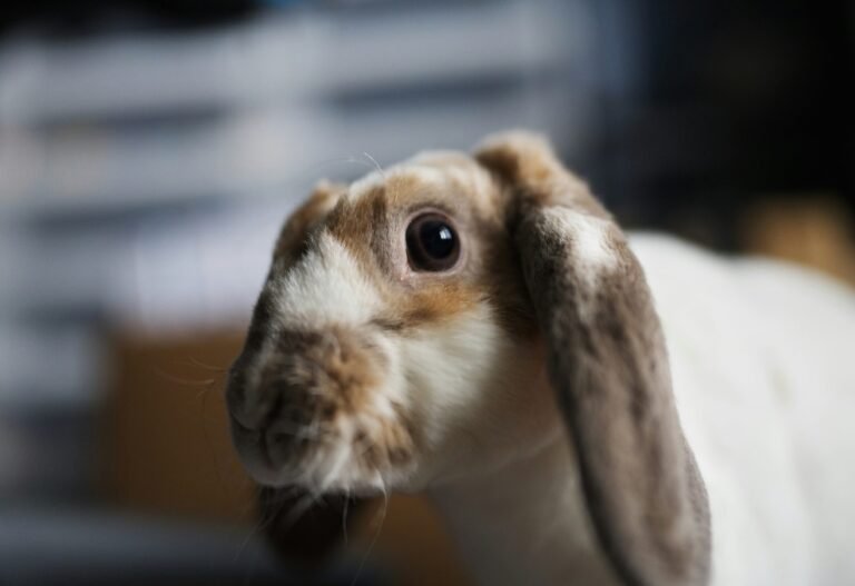 jadon-barnes-go3oE58u2ls-unsplash