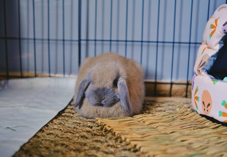 leiada-krozjhen-c8-ke9ap-M0-unsplash