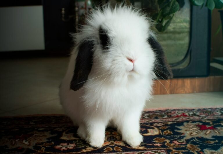 mohamad-hajizade-SDGUNC-y2xs-unsplash