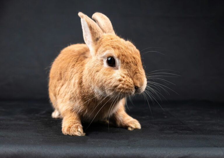 nikolett-emmert-dej3zIhNhCA-unsplash