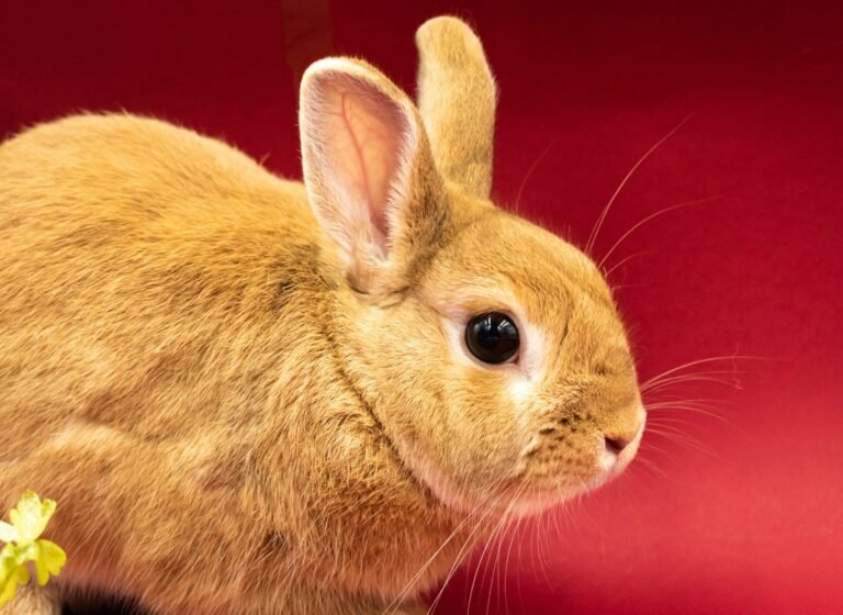 nikolett-emmert-gwhh2nqWdag-unsplash