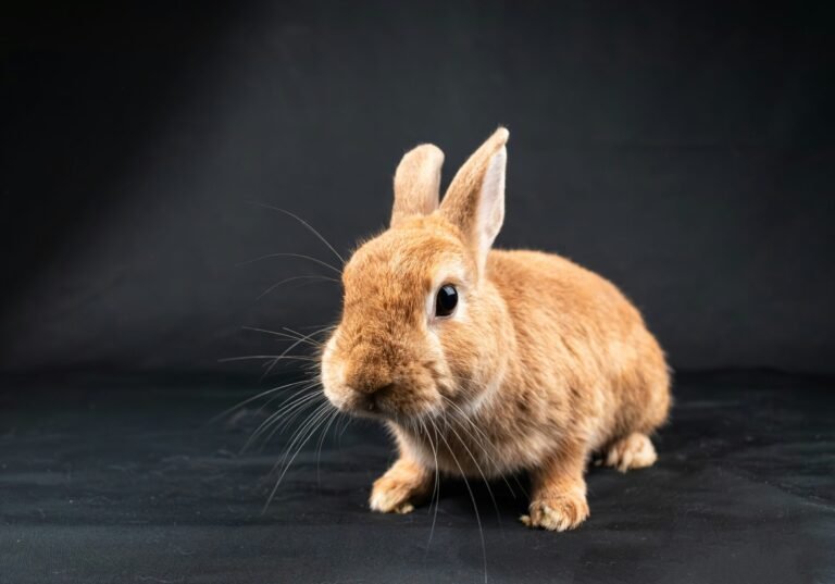 nikolett-emmert-rrrWIYuDpPs-unsplash