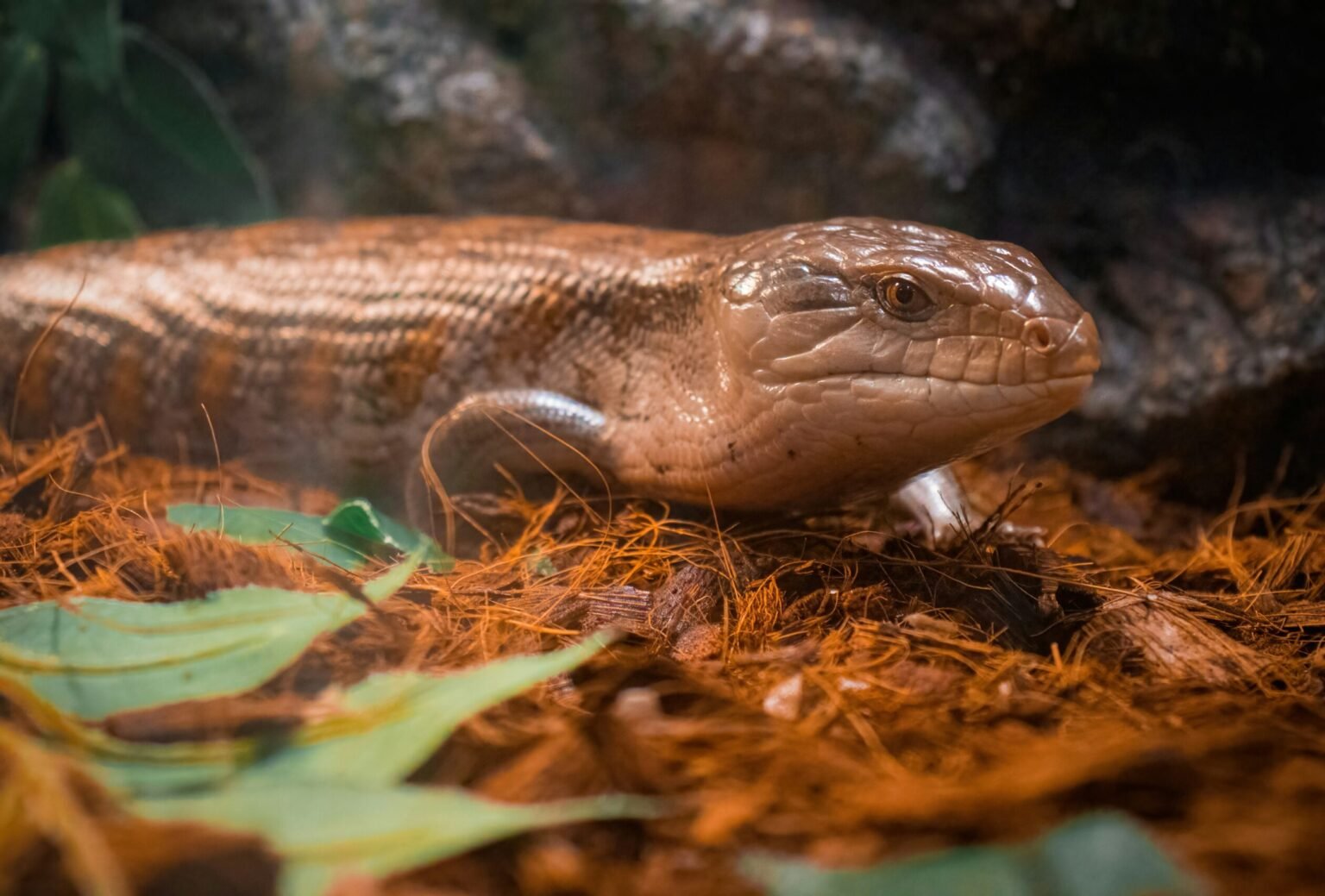 藍舌蜥飼養全攻略｜牠們好養嗎？價格、壽命、飼養環境全了解