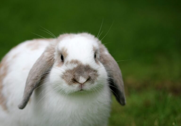 sandy-millar-qRB6rdYQ_8Q-unsplash