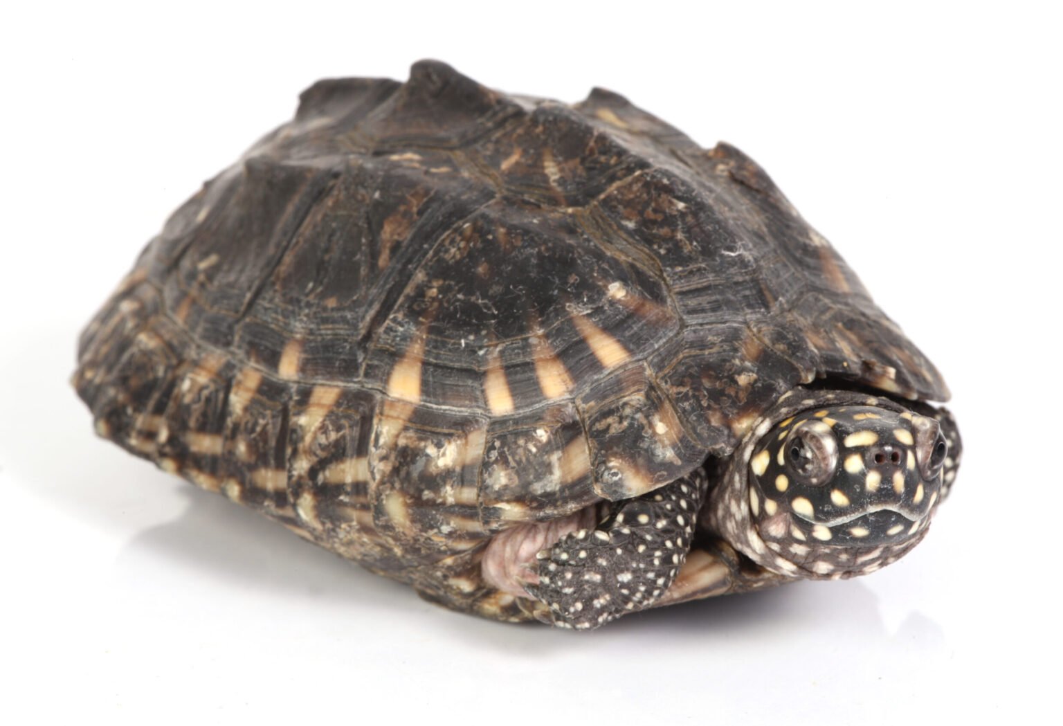 a turtle coming out of its shell