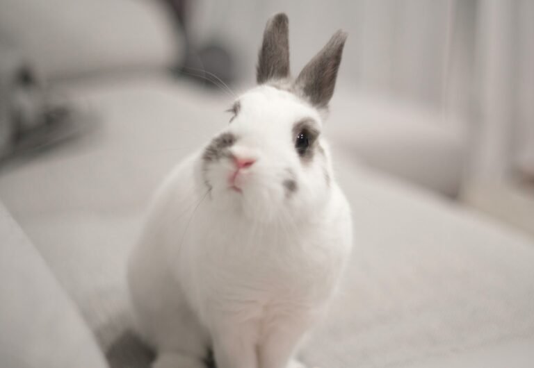 youichiro-ogawa-RPRq09abVgw-unsplash