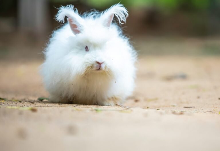 anil-sharma-hDQIs_2duBg-unsplash