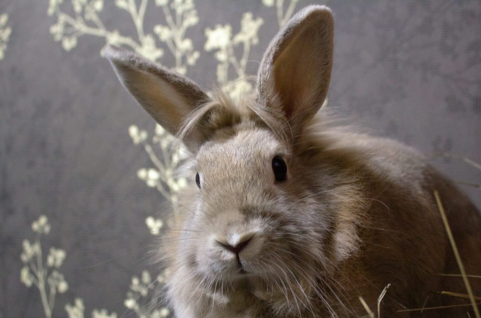 兔子牙齒太長怎麼辦？從預防到治療，飼主必讀的牙齒保健指南