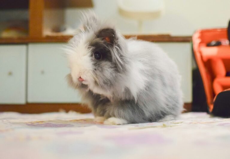 chan-swan-y8y5Ie5lhkc-unsplash