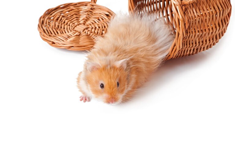 hamster in a basket isolated on a white background