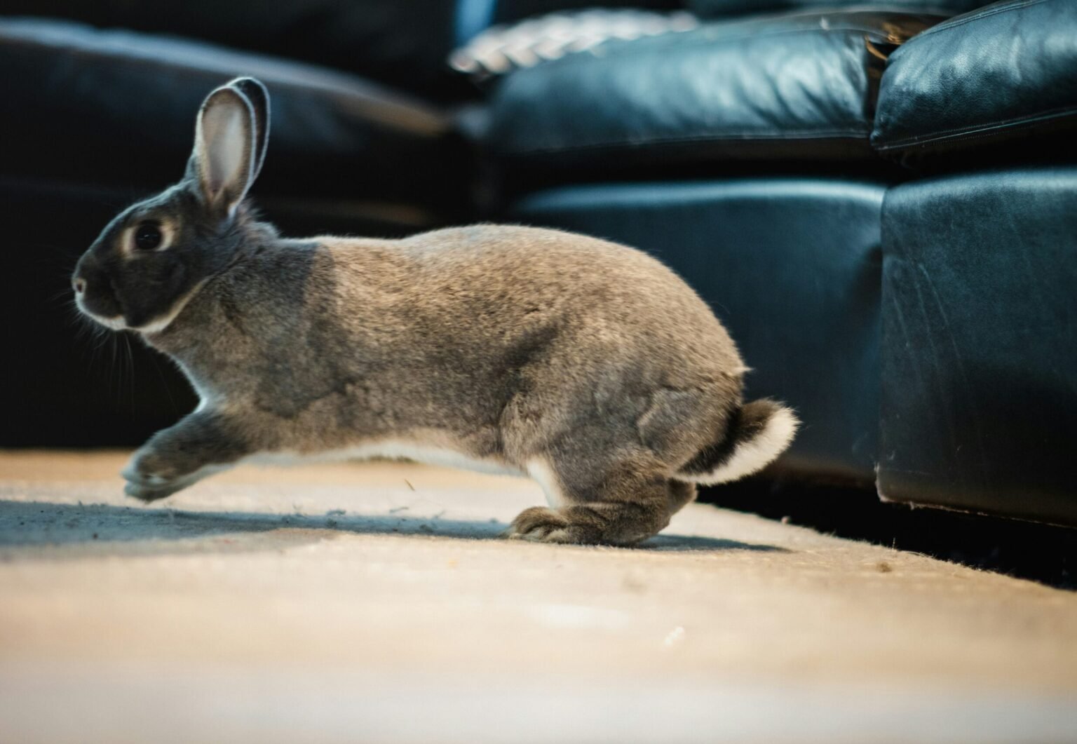 兔子頭歪一邊怎麼辦？搞懂兔子歪頭症的原因、前兆與黃金治療期