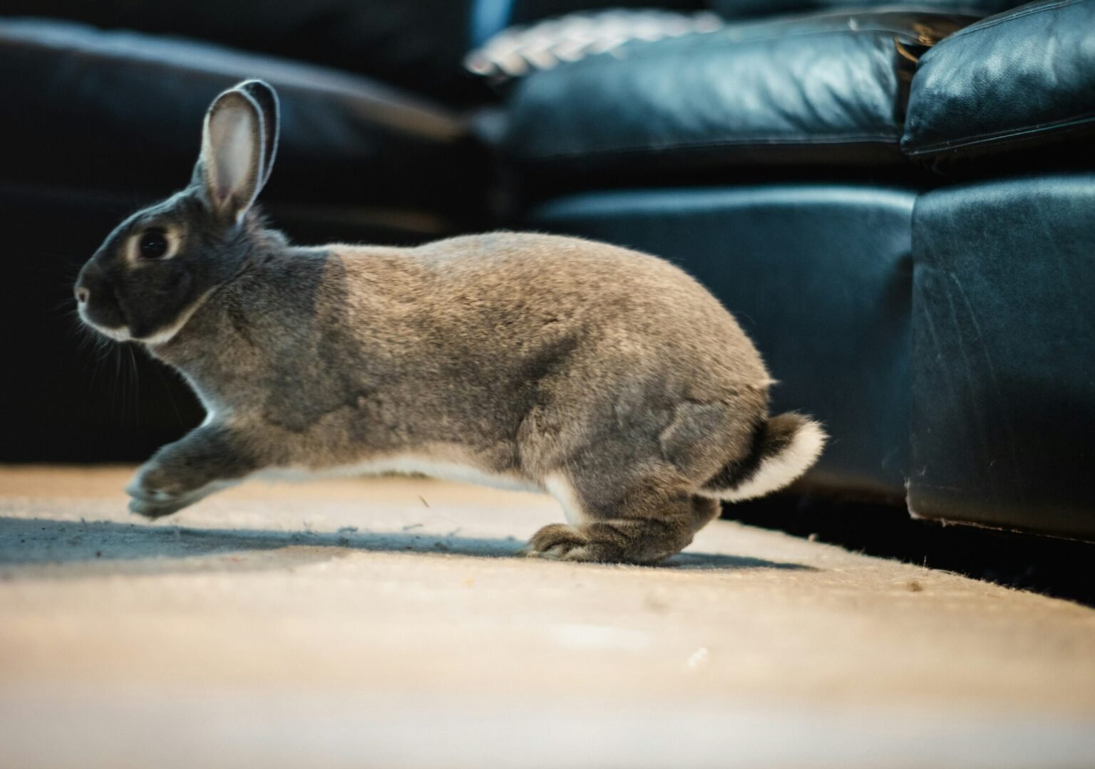 什麼是兔子假懷孕？該怎麼辦？症狀、原因與應對方法全解析