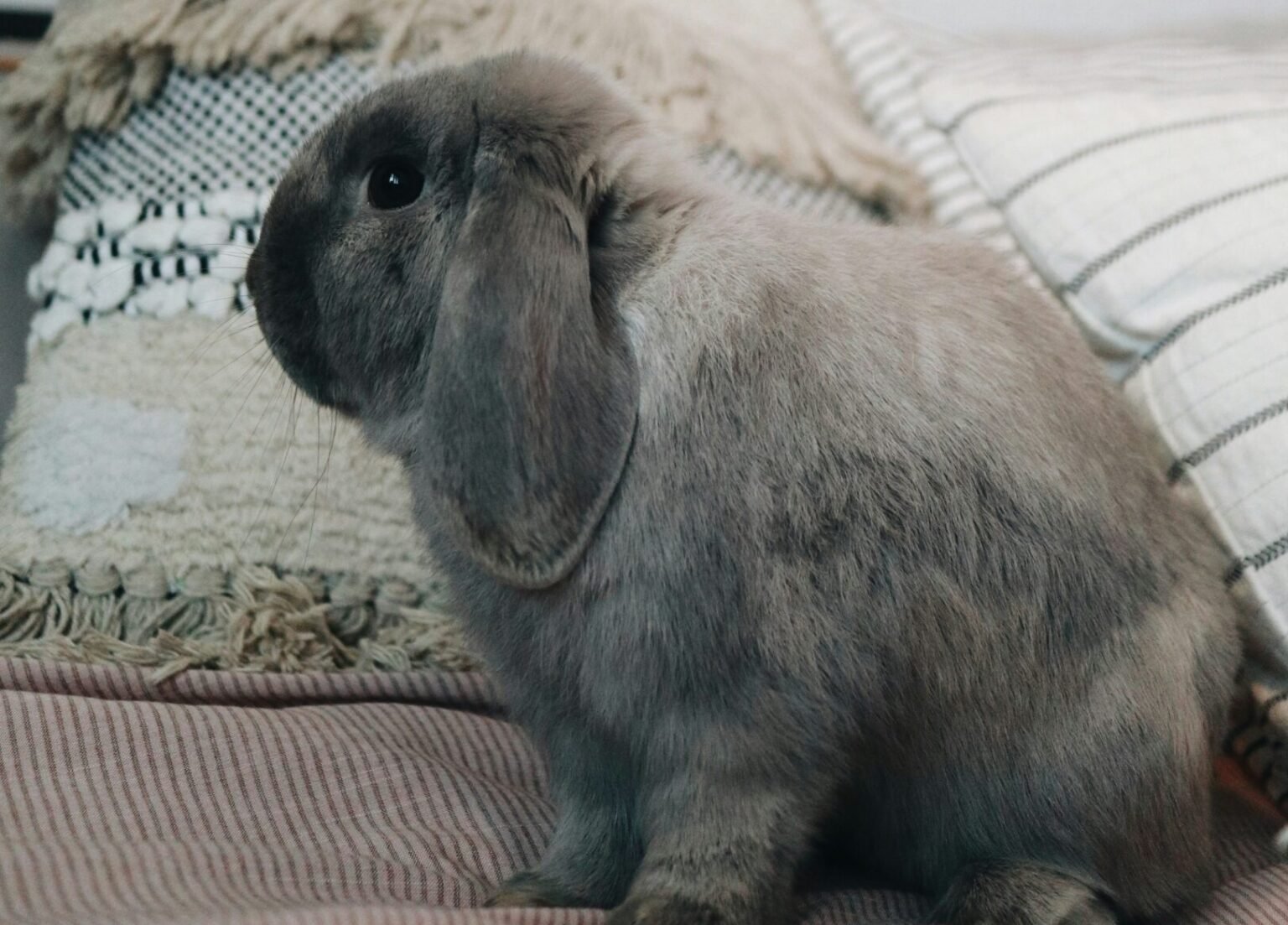 你家兔子幾歲了？家養兔子壽命有多長？兔子年齡換算大公開！