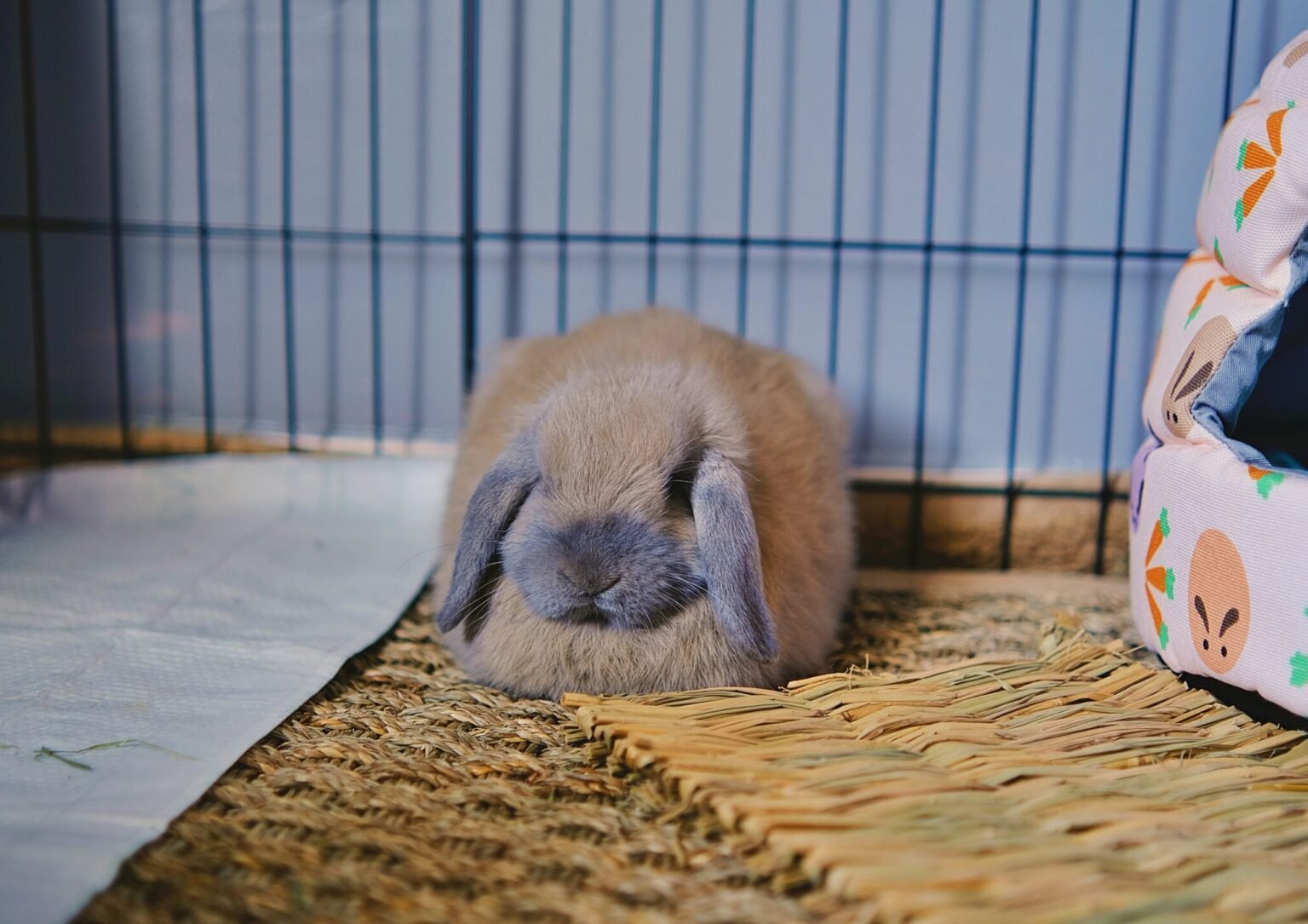 兔子冬眠的迷思:兔子會冬眠嗎?別把「假死」當成冬眠!