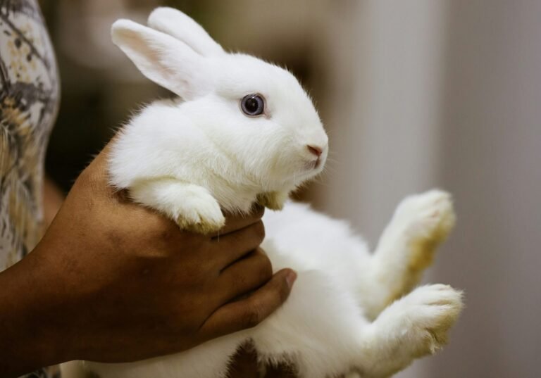 paras-kapoor-uK1uwDEnOQ0-unsplash