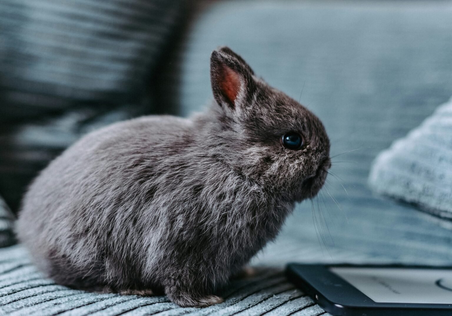 兔子噴尿怎麼辦?搞懂兔子對人噴尿的原因,告別失控場面!