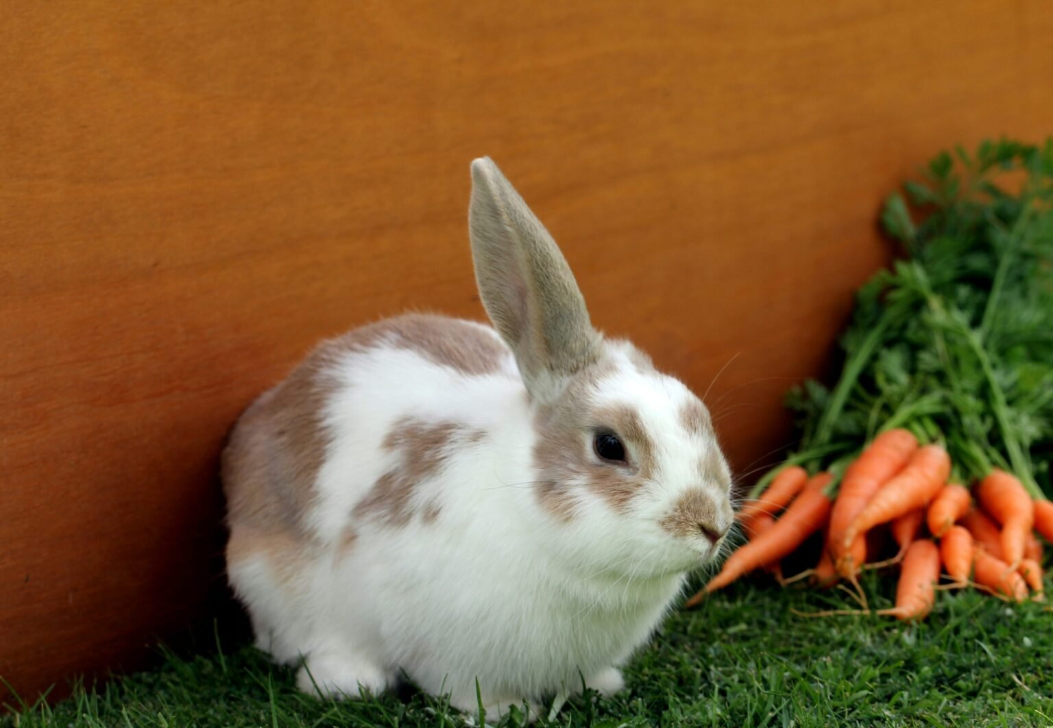 兔子打噴嚏、流鼻水？兔子感冒的症狀、原因與治療全攻略