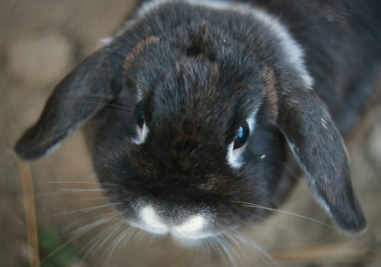 兔子太肥怎麼辦?過瘦如何增重?一篇搞懂兔子體重標準與管理