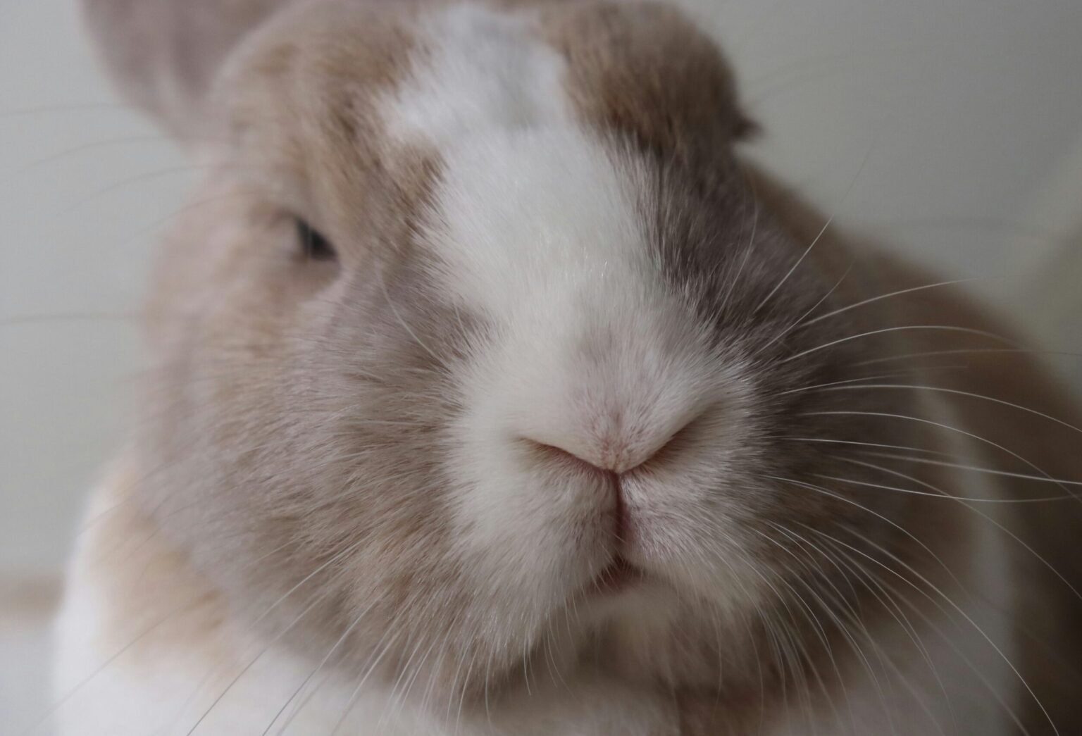 兔子球蟲症狀與預防全攻略|一篇搞懂兔子寄生蟲治療與照護