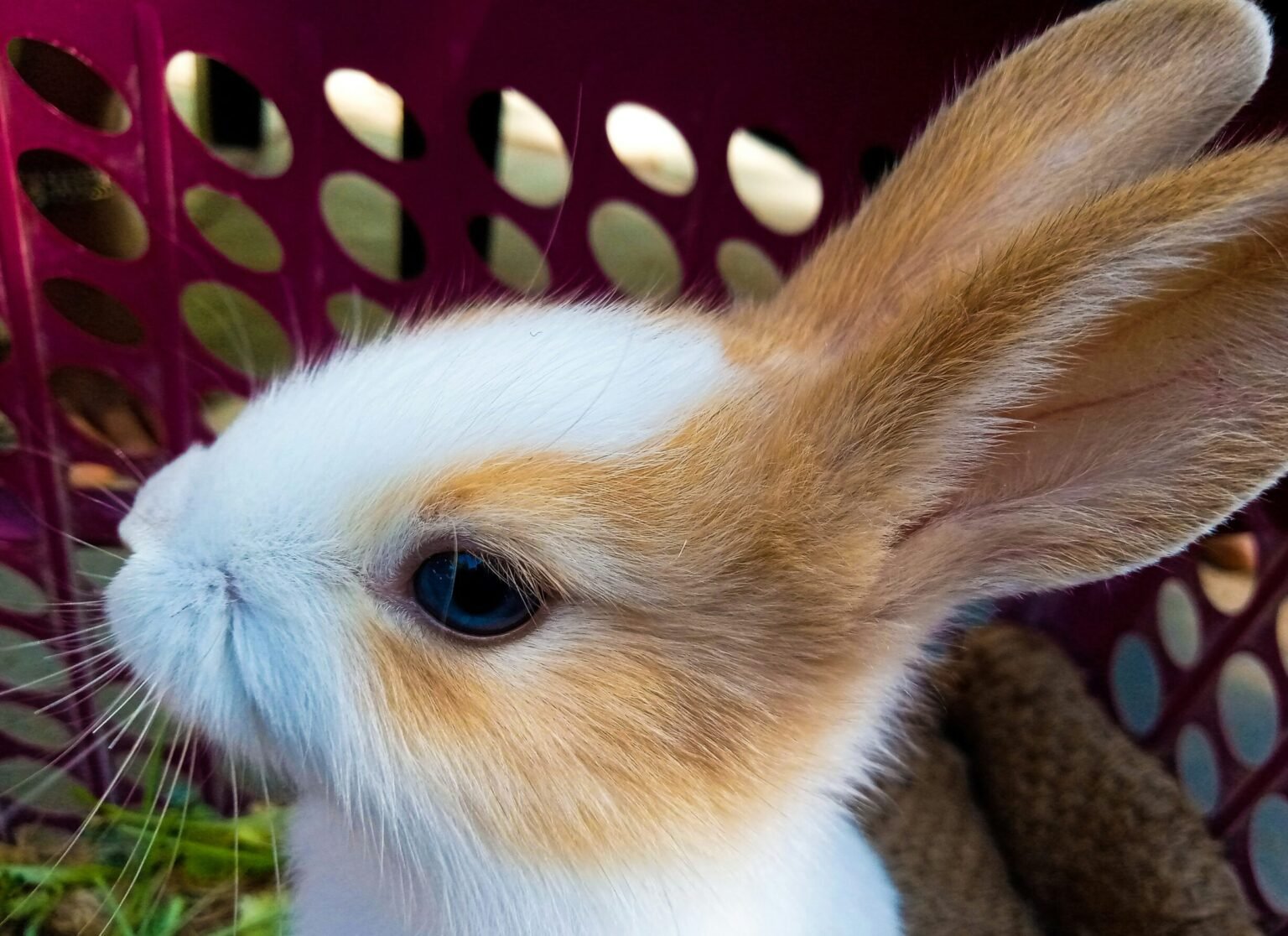 兔子搖尾巴等於開心嗎?揭開兔子尾巴的功能與情緒密碼