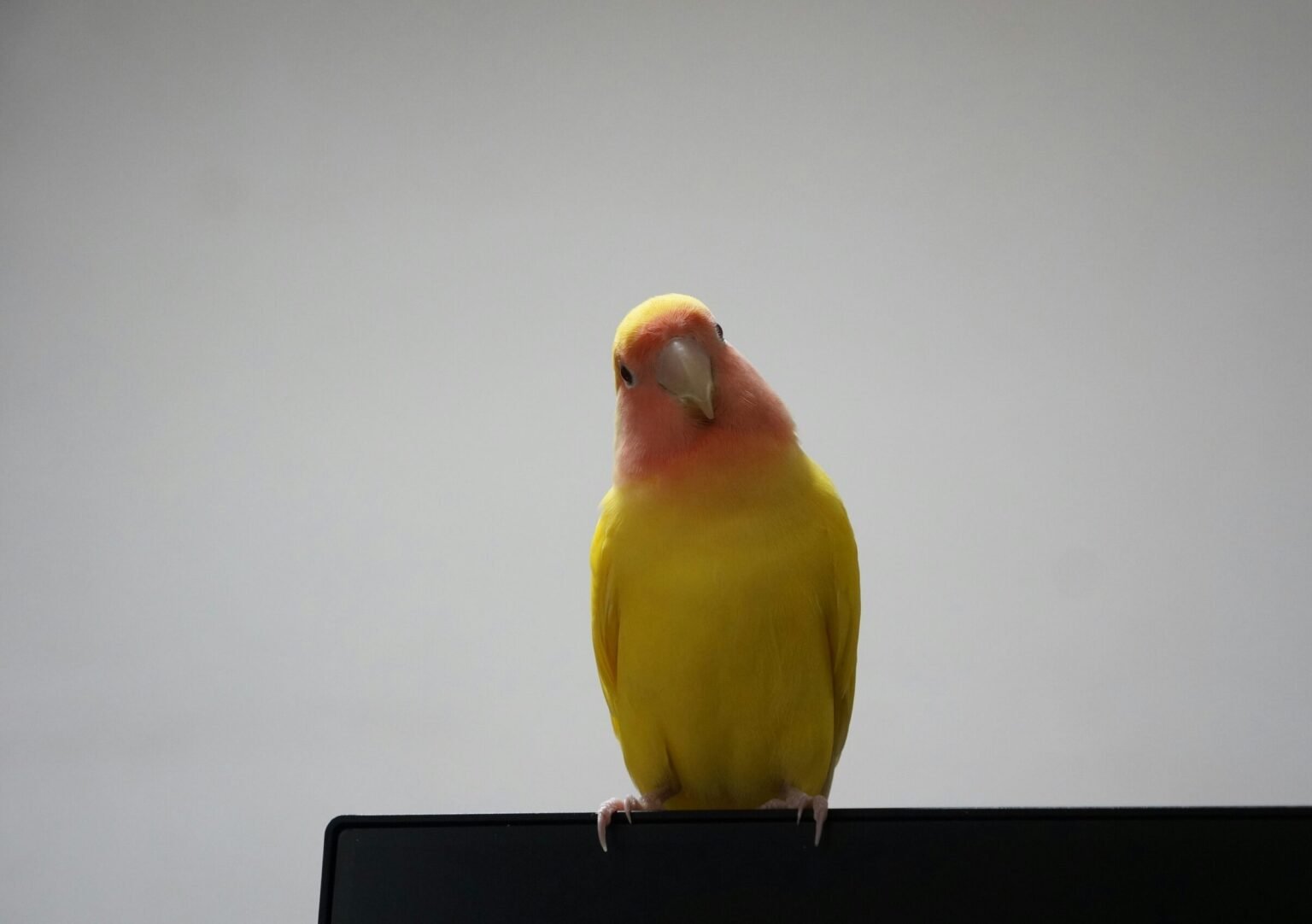 鳥寶便便到處滴？鸚鵡尿布好用嗎？穿法、DIY教學一次看！