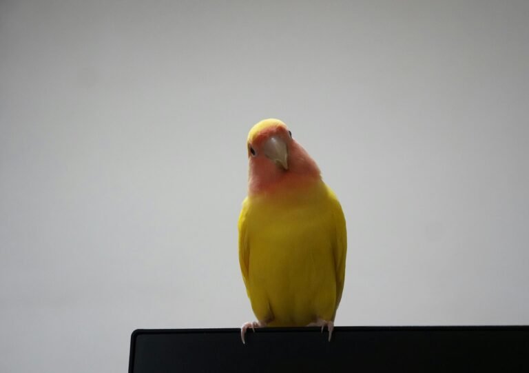 yoshihiko-yoshida-1fATLNktSOM-unsplash