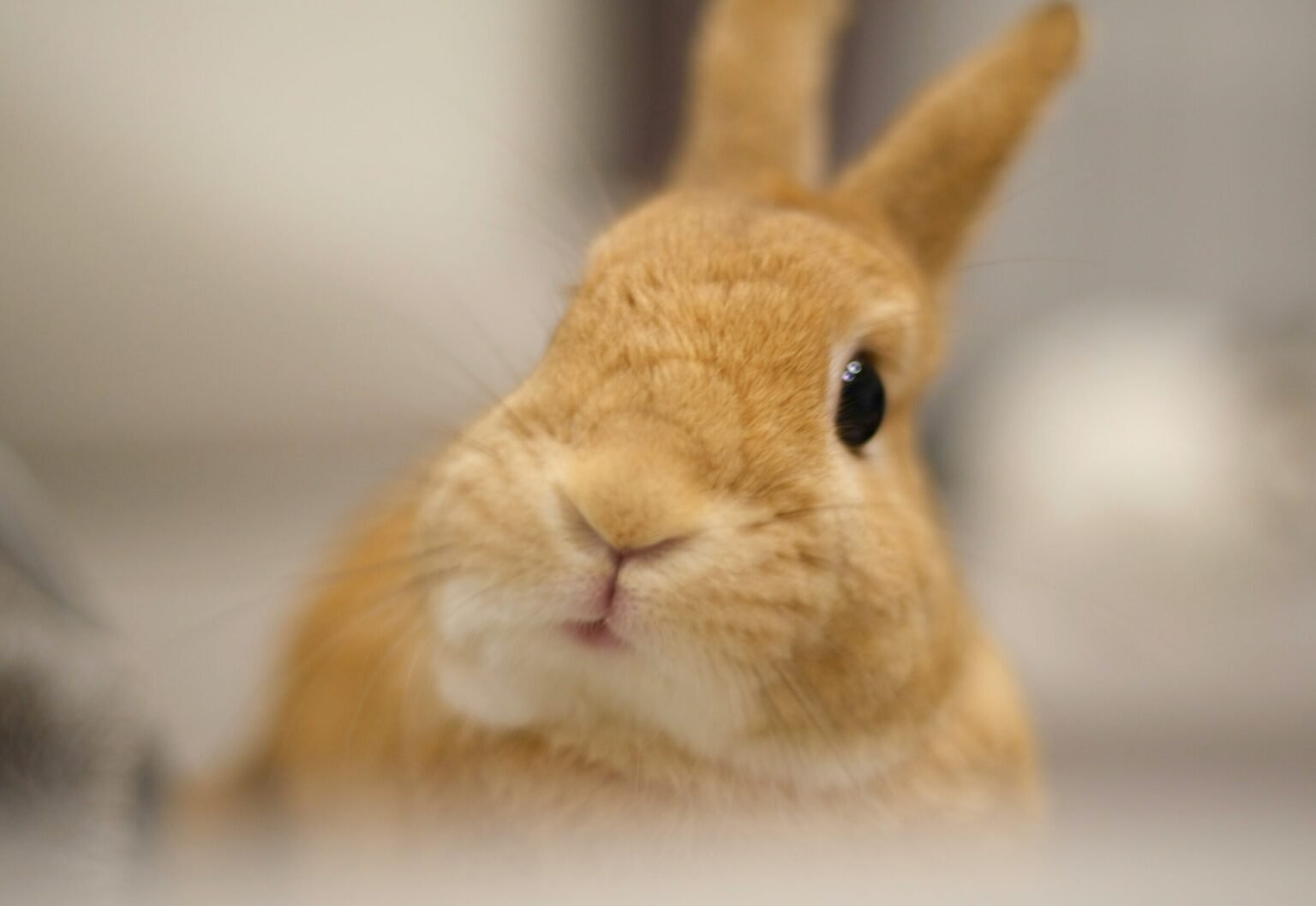 兔子咬人怎麼辦?搞懂兔子咬人的原因,讓你更懂牠的心!